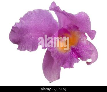 Large purple orchid isolated on white background. Lilac Cattleya flower. Bud plant. Cattleya orchid Blc Triumphal Coronation Seto Cattleyas, Vandas, Dendrobiums in bloom. Stock Photo