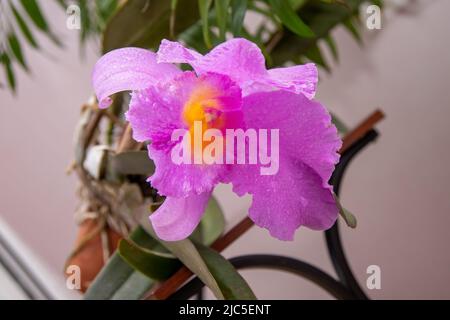 Large purple orchid. Lilac Cattleya flower. Bud plant. Cattleya orchid Blc Triumphal Coronation Seto Cattleyas, Vandas, Dendrobiums in bloom. Stock Photo