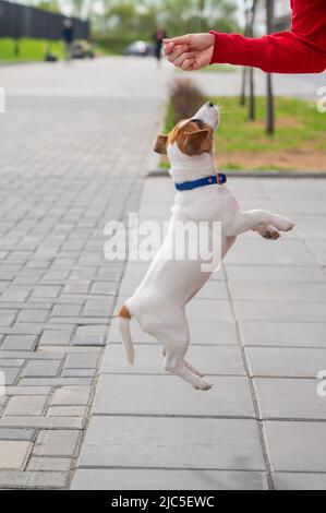 Clever puppy Jack Russell Terrier plays with the owner on the street. A thoroughbred shorthair dog jumping at the hand of an unrecognizable woman Stock Photo