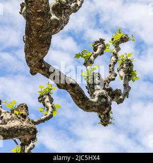 The gnarled branches of a pollarded Plane tree (Platanus) in spring time with the leaves just coming out. Stock Photo