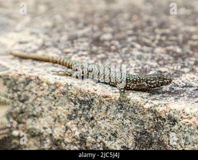 A common wall lizard (Podarcis muralis) basking on a wall Stock Photo