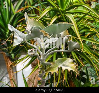 Elephant ear (Kalanchoe beharensis) is a succulent shrub endemic to Madagascar. Stock Photo