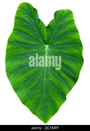 Taro, coco yam, or Eddoe (Colocasia esculenta) leaves isolated on a white background Stock Photo