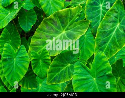 Taro, coco yam, or Eddoe (Colocasia esculenta) leaves Stock Photo