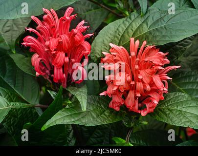 Brazilian plume flower or flamingo flower (Jacobinia magnifica or Justicia carnea) is a perennial herb native to eastern Brazil. Stock Photo