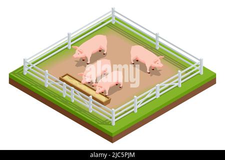 Isometric pink growing piglets grazing on rural pig farm. Pig farm. Farm Animals collection isolated on white. Stock Vector