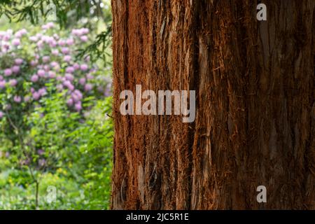Bark on the trunk of a coast redwood (Sequoia sempervirens) tree at Finnerty Gardens at the University of Victoria in British Columbia, Canada. Stock Photo