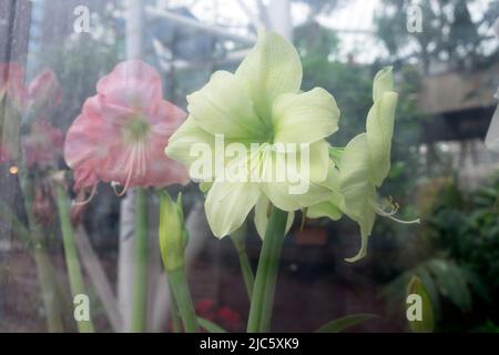 Pink and white Amaryllis view from outside through glass showing reflections of Barbican and interior of Conservatory in London UK   KATHY DEWIT Stock Photo