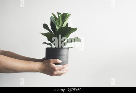 Hands holding Ficus Lyrata or Fiddle Fig young plant in a gray flower pot, minimalist and scandinavian style with copy space Stock Photo