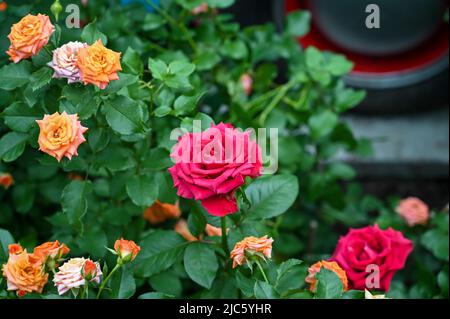 Beautiful Red Rose Flowers blooming in Garden Stock Photo