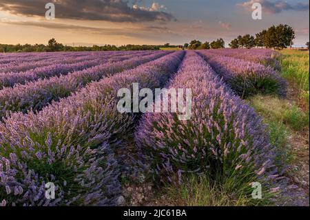 Overview of a lavender field in southern france. Stock Photo