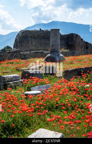 Ancient ruins of Pompei city, red flowers, Naples, Italy Stock Photo