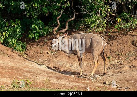Male Greater Kudu on the banks of the Chobe River Botswana Stock Photo