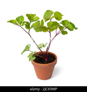 Scots Lovage plant in a pot isolated on white background Stock Photo