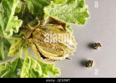 Super-macro view of isolated Australian native Hibiscus foliage, fruit and seeds Stock Photo