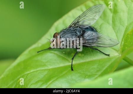 Closeup on the blue bottle fly, Calliphora vicina sitting on a green leaf