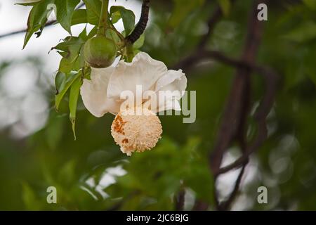 Close-up image of the flower of the Baobab (Adansonia digitata) tree Stock Photo