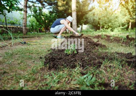 Focus on freshly planted tomatoes seedlings in a flowerbed in an open ground against the background of a farmer using garden shovel digging soil and p Stock Photo