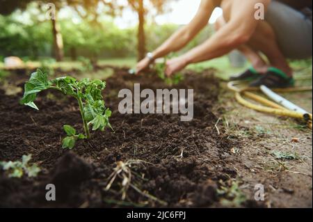 Focus on freshly planted tomato seedling in the black soil against blurred background of a farmer bothering the ground, planting saplings in open vege Stock Photo