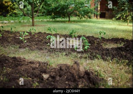 Eco farm. Flowerbed with growing freshly planted blooming tomato seedlings into a black soil. Cultivation of organic vegetables in greenhouse for furt Stock Photo