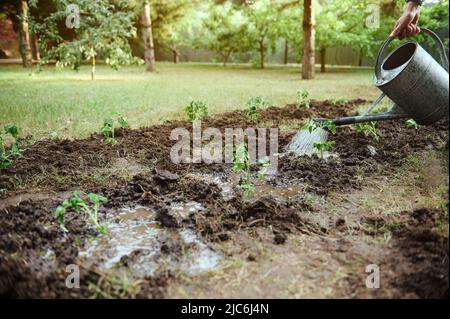 Close-up. Using a watering can for watering freshly planted seedlings of tomatoes in the black soil in a flower bed by irrigation. Eco farming, growin Stock Photo