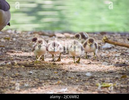 London, UK. 10th June 2022. Tiny newly born Egyptian goose babies forage with their mother next to the lake in St James's Park, Westminster. Credit: Vuk Valcic/Alamy Live News Stock Photo