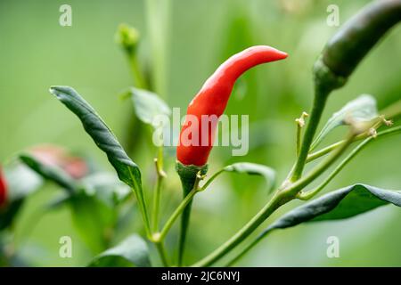 close up of Red and Green chilies bunch growing in the agricultural field of Andhra Pradesh , Bangladesh,Asia Stock Photo