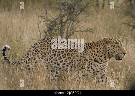 Male dominant African leopard (panther pardus) in grass in Okavango delta Stock Photo