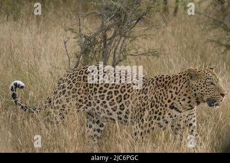 Male dominant African leopard (panther pardus) in grass in Okavango delta Stock Photo