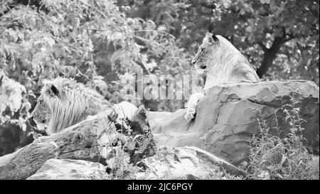 Pair of lions in black and white, lying on a rock. Relaxed predators looking into the distance. Animal photo of the big cat. Stock Photo