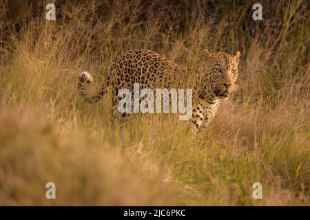 Male dominant African leopard (panther pardus) in grass in Okavango delta Stock Photo