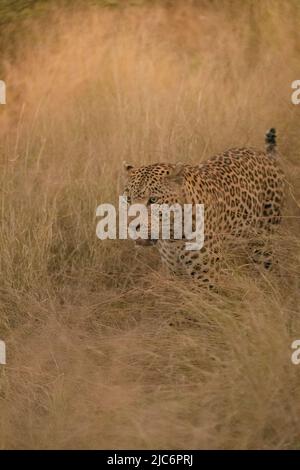 Male dominant African leopard (panther pardus) in grass in Okavango delta Stock Photo