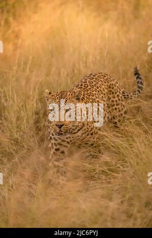 Male dominant African leopard (panther pardus) in grass in Okavango delta Stock Photo