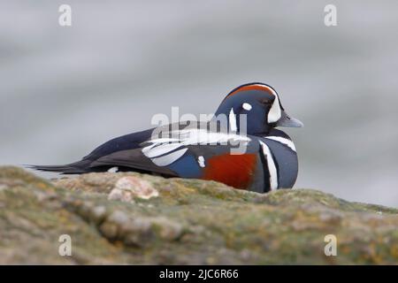 Harlequin Duck (Histrionicus histrionicus) male on rock, Barnegat Jetty, New Jersey Stock Photo