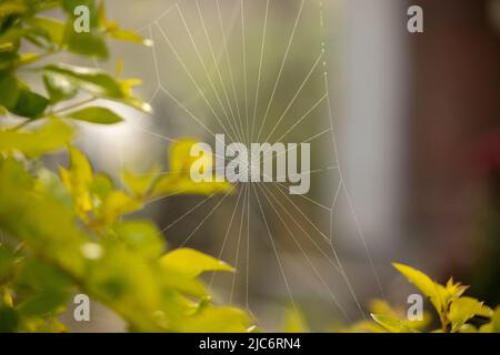Dewdrops in the spider web. Stock Photo