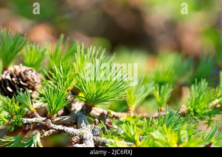 Larch, most likely Japanese Larch (larix kaempferi), close up showing fresh green needles or leaves sprouting from a branch of the tree in the spring. Stock Photo