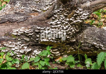 Wild mushroom on tree in jungle of India Stock Photo