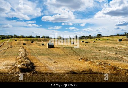 Round straw bales on a harvested wheat field under a cloudy sky in Rockyview County Alberta Canada. Stock Photo