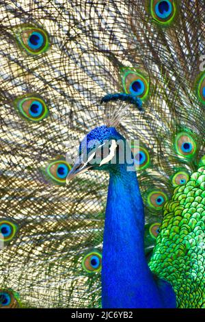 peacock portrait with feathers out Stock Photo