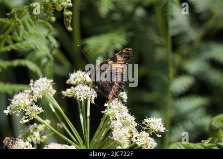 Small Tortoiseshell butterfly sat in Pignut plan in Cornwall Stock Photo