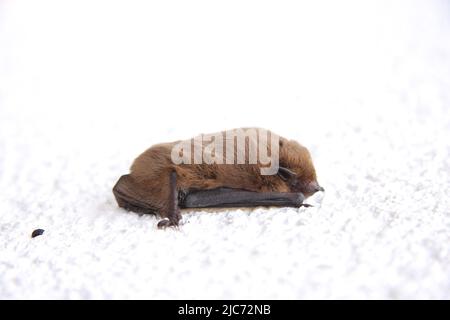 Lesser noctule hanging on a house at daytime bat Stock Photo