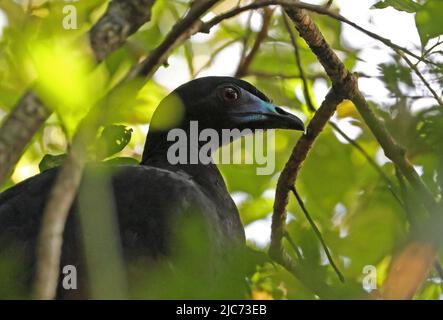 Black Guan (Chamaepetes unicolor) close-up of adult perched in tree             Monteverde, Costa Rica                   March Stock Photo