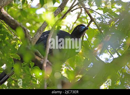 Black Guan (Chamaepetes unicolor) adult perched in tree             Monteverde, Costa Rica                   March Stock Photo