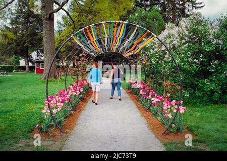 Visitors walk through a tunnel of colored streamers with blooming tulip gardens on either side at Stevens-Coolidge house and garden. Image was capture Stock Photo