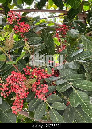 Brazilian peppertree - Schinus terebinthifolia - Brasilianischer Pfefferbaum - poivrier du Brésil Stock Photo