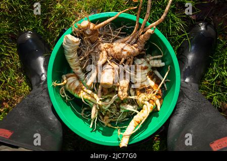 Life in New Zealand. Fishing, foraging, diving, gardening and sports. Freshly-foraged wild Parsnips and Bull Thistle Root. Eat the weeds. Stock Photo