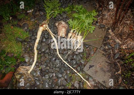 Life in New Zealand. Fishing, foraging, diving, gardening and sports. Freshly-foraged wild Parsnips and Bull Thistle Root. Eat the weeds. Stock Photo