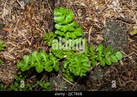 Life in New Zealand. Fishing, foraging, diving, gardening and sports. Freshly-foraged wild Parsnips and Bull Thistle Root. Eat the weeds. Stock Photo