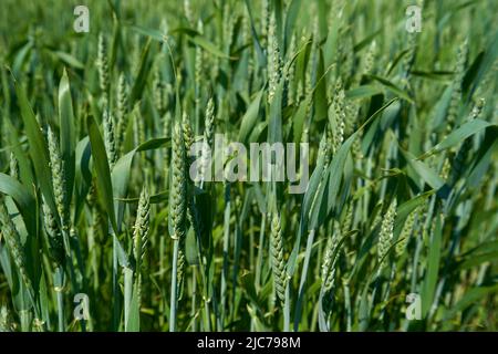 Young wheat sprouts in a field in Russia. Stock Photo
