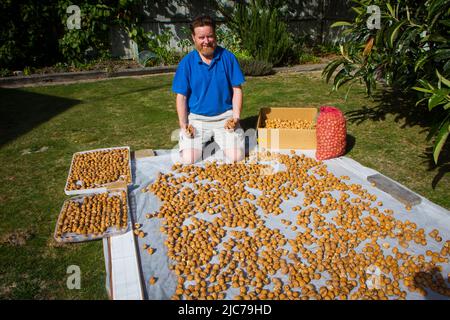 Life in New Zealand. Fishing, foraging, diving, gardening and sports. Freshly gathered walnuts drying in the sun (Walnut Tree : Juglans regia). Stock Photo